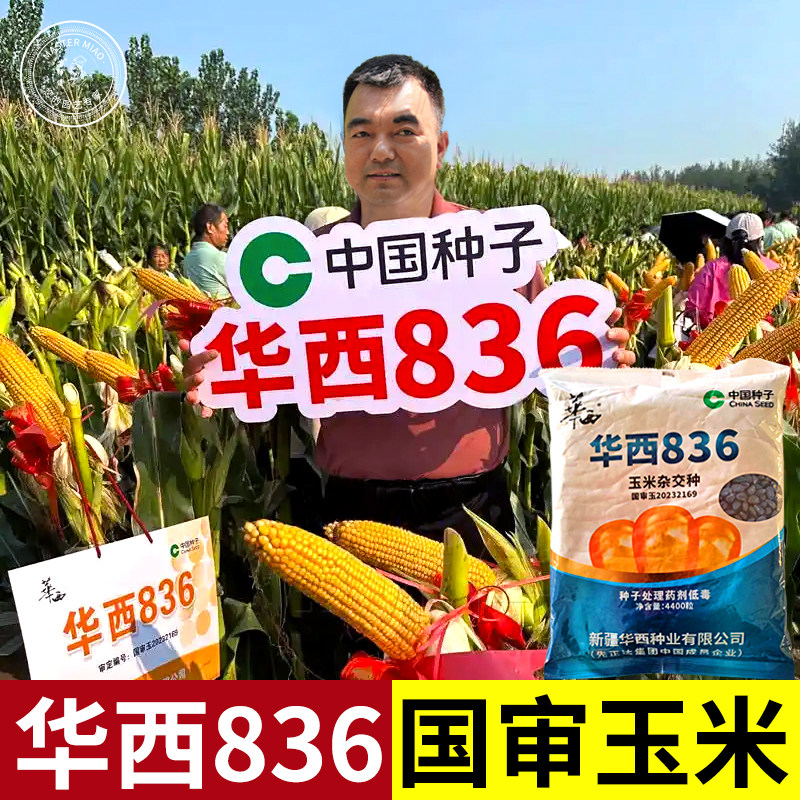 华西836玉米种子种籽大田高产早熟国审杂交饲料玉米种孑新品种