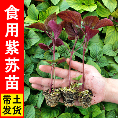 双面单面紫苏种子种籽四季阳台盆栽可食用苏子叶蔬菜香草苗孑带土
