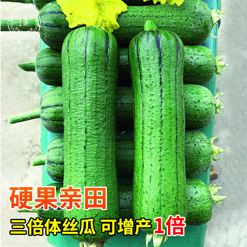 鼎牌硬果亲田丝瓜种籽子三倍体肉丝瓜短棒高产硬果油亮蔬菜种子孑