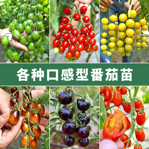 西红柿苗千禧青甜2号圣女果小番茄苗四季盆栽蔬菜苗秧孑菜苗秧苗