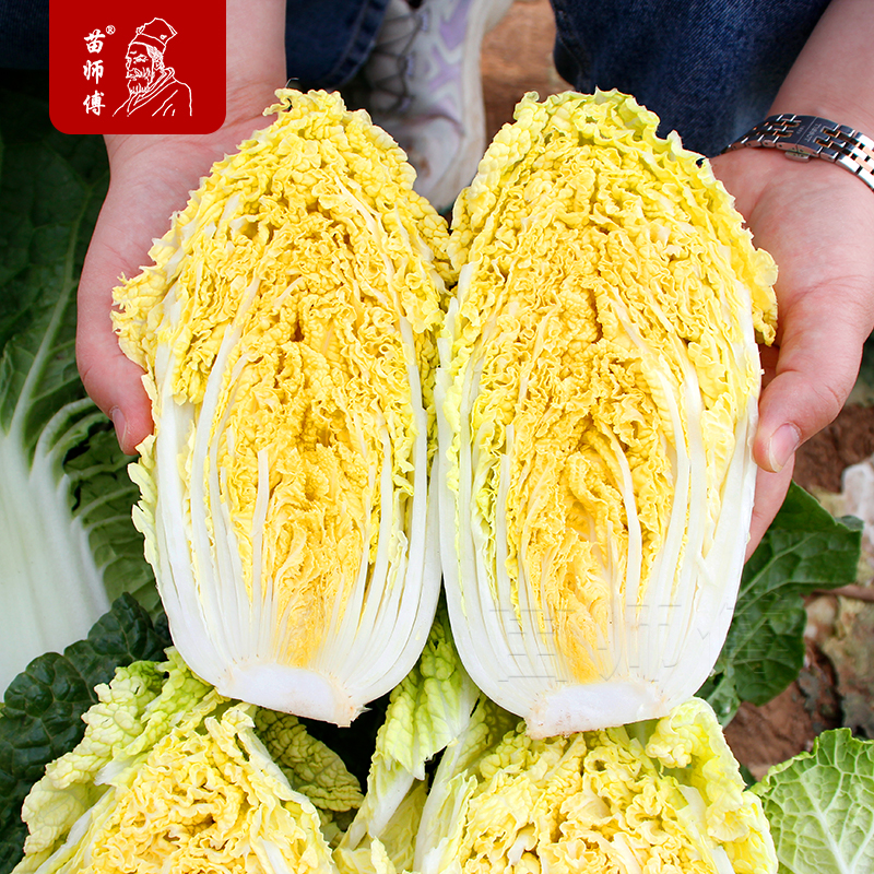 山东蔬菜耐热抗病秋季大白菜