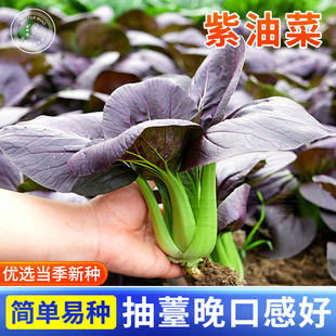 紫油菜种籽紫罗兰油莱小白菜种子四季 菜种农家青菜南方蔬菜孑 秋季