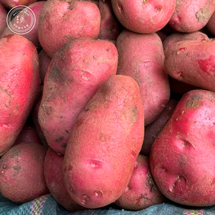 原种高产红皮黄心老品种脱毒高产大土豆种原种种籽孑种子马铃薯种