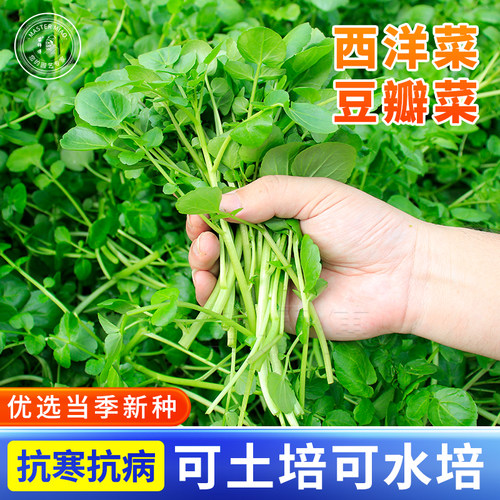 秋冬季豆瓣菜种子四季盆栽
