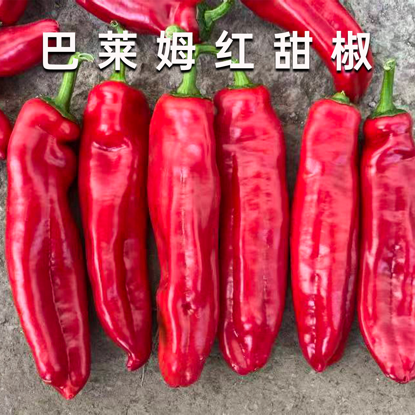 瑞克斯旺巴莱姆辣椒种子种籽进口水果椒甜椒不辣阳台盆栽蔬菜苗图片