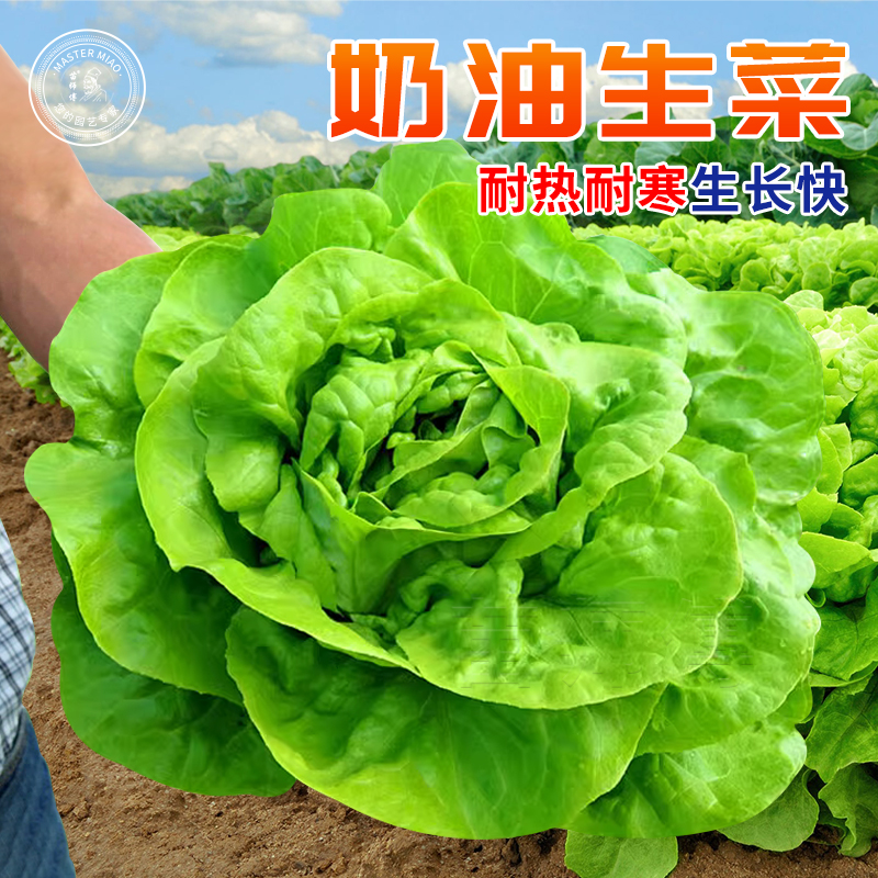 四季奶油生菜种子阳台专用四季播农家蔬菜种孑可生吃沙拉生菜种籽
