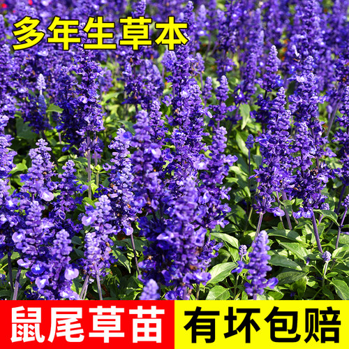 鼠尾草苗藿香牛至马郁兰甜叶菊香妃草苗盆栽食用香草种苗孑种子籽 - 封面