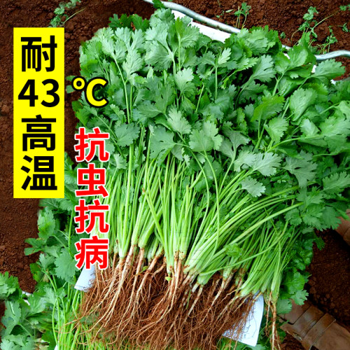 农家香菜芫荽盆栽春季阳台种子苗