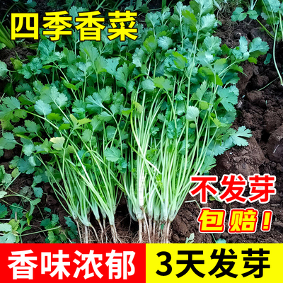 蔬菜芫荽高产盆栽冬季阳台种子苗