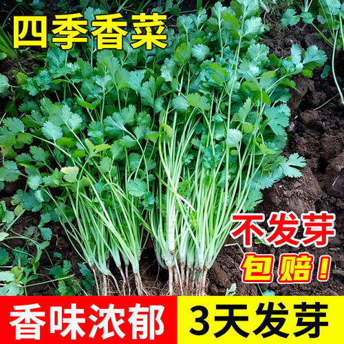 蔬菜芫荽高产盆栽冬季阳台种子苗