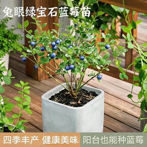 兔眼蓝莓树果苗阳台盆栽