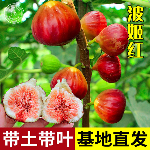 阳台矮化四季带盆无花果树苗发货