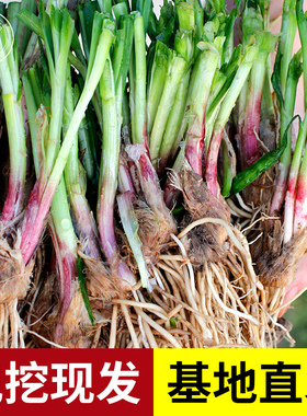 现挖韭菜根紫色紫根红色根苗宽叶春季四季播种蔬菜阳台盆栽种籽子