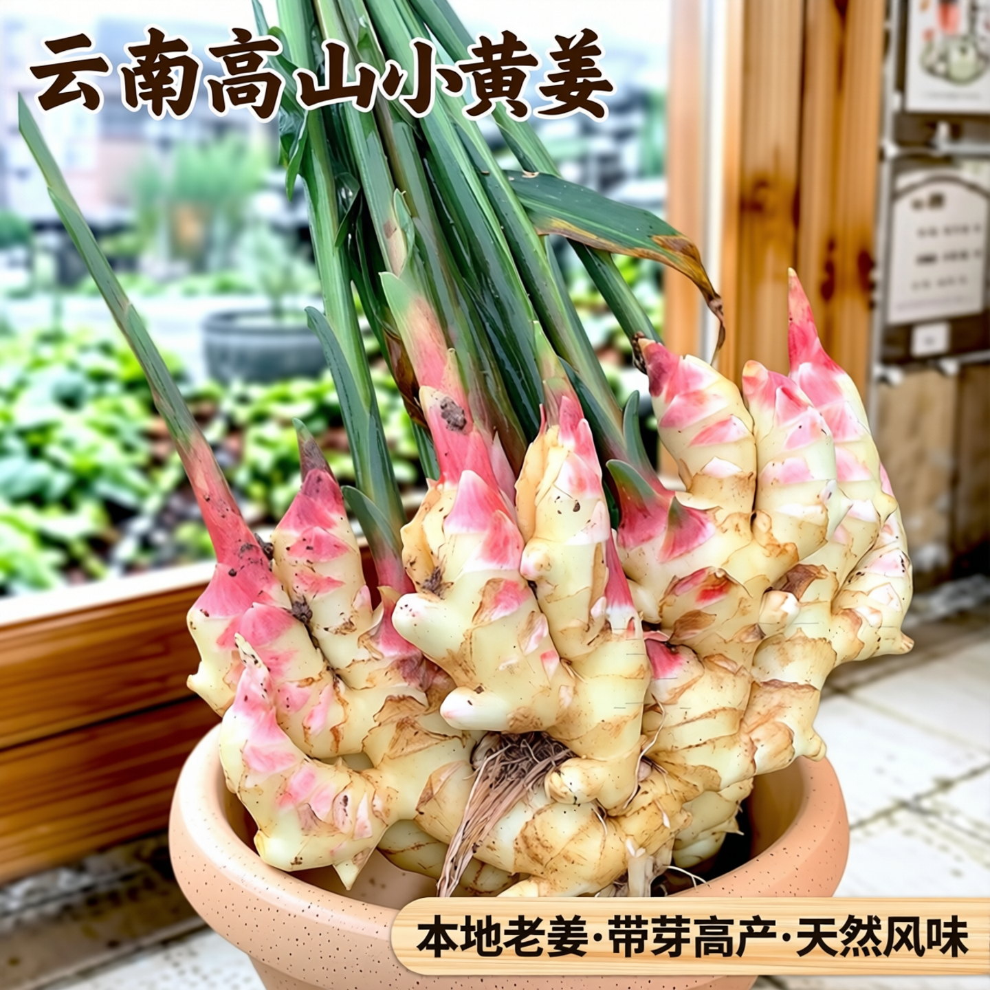 云南小黄姜种带芽高产生姜老姜大姜本地洋姜泥姜大黄姜山东种子籽