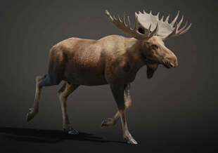 3D公驼鹿绑定模型 驼鹿高级绑定模型 3D驼鹿模型