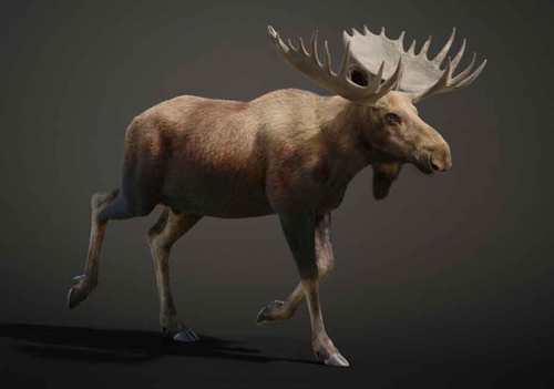 3D公驼鹿绑定模型 驼鹿高级绑定模型 3D驼鹿模型