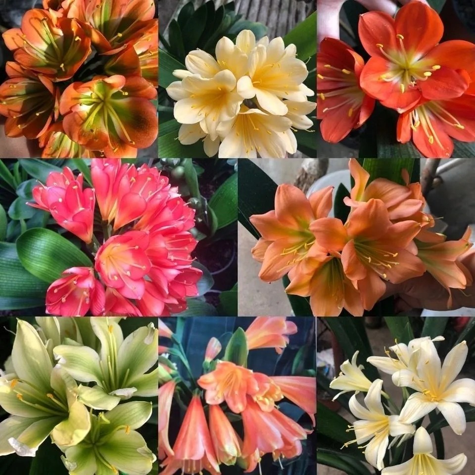 君子兰 君子兰苗 异花 各色异花苗 绿花 红花 粉花 黄花 带盆包邮
