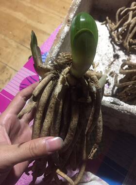 君子兰多头老根一物一拍