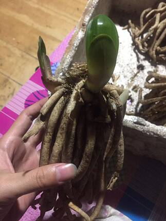 君子兰  群兰 芽子 多头芽 多头桩 多头兰 老根蹶子头 一物一拍