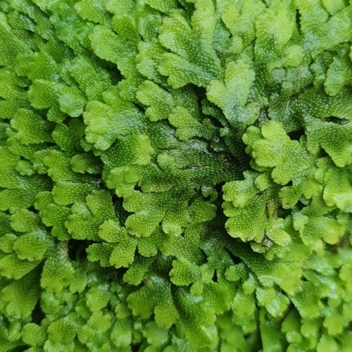 鲜活苔藓微景观造景素材雨林缸盆栽蕨类植物地钱藓金发藓铺面苔藓