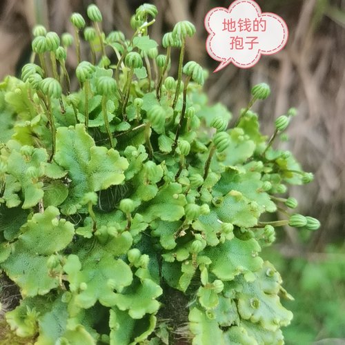 原生态带孢子地钱藓葫芦藓教学专用雨林缸微景观造景植物苔藓