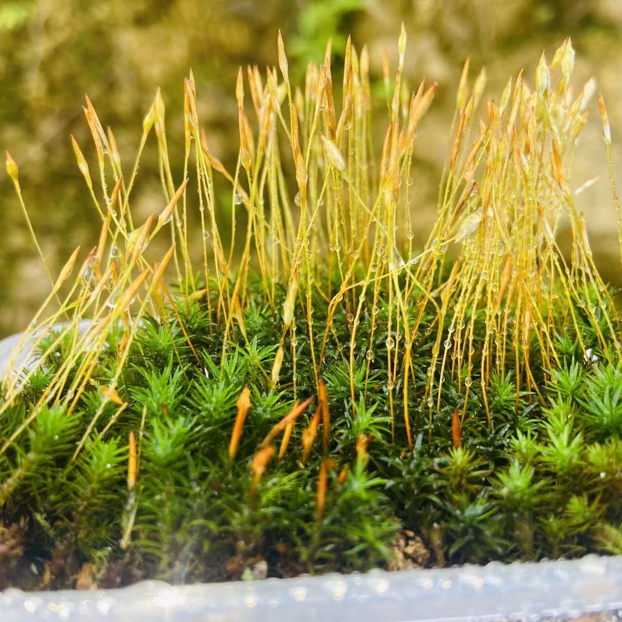原生态带孢子金发藓七年级生物学科学教学专用雨林缸水陆缸布景