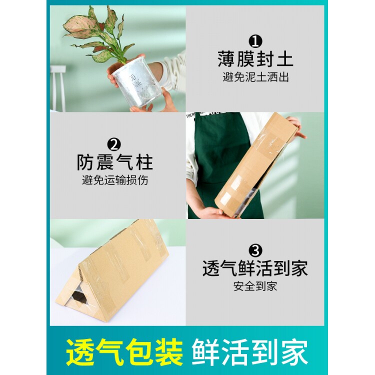 绿萝水培盆栽盆景室内发财树富贵竹文绿箩薄荷多肉花卉四季好养