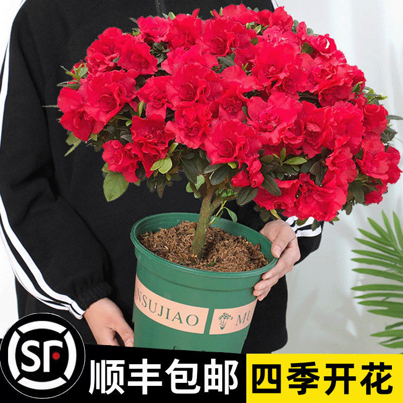 杜鹃花盆栽老桩大苗带花苞室内外四季开花好养活耐寒年宵绿植花卉
