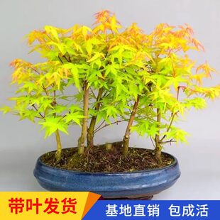 日本红枫盆景矮霸老桩红舞姬黄金枫橙之梦客厅阳台矮化盆栽花卉