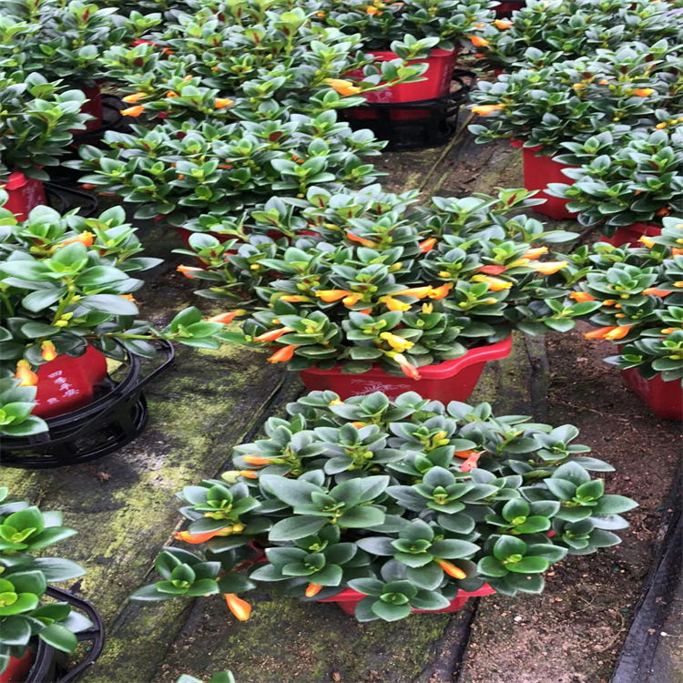 福建漳平青青花卉园艺场金鱼吊兰