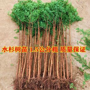水杉树苗杉木树苗落羽杉池杉水沙南北方绿化园林庭院盆栽耐水树苗