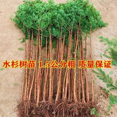 水杉树苗杉木树苗落羽杉池杉水沙