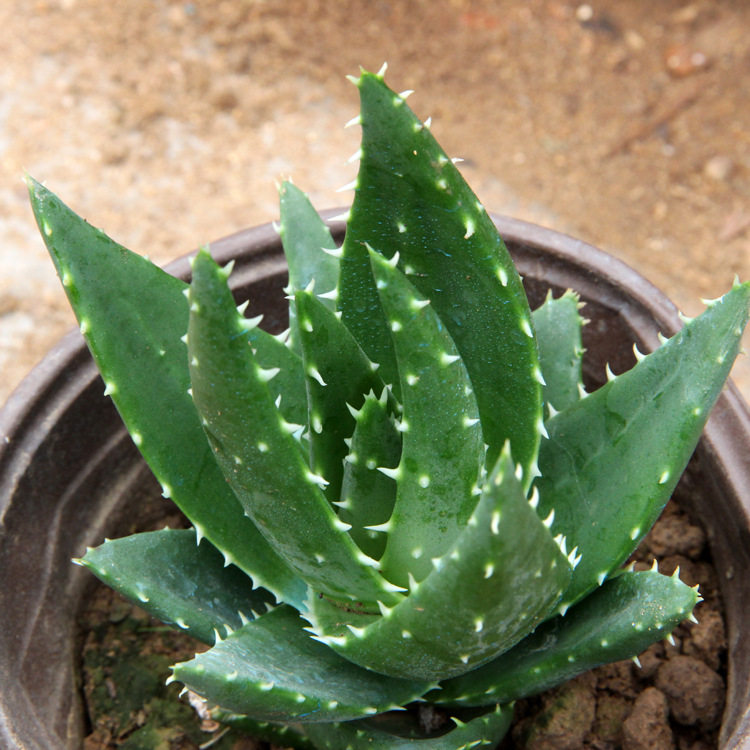 多肉 白夜城 芦荟盆栽水培植物室内绿植办公室盆栽绿色植物盆景