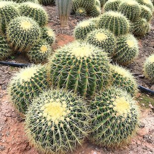芊朵园 金虎仙人球植物大个盆栽强刺属仙人球超大金琥仙人球大号