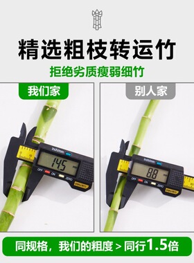 带根水养转运竹发财龙竹富贵竹子节节高水培绿植物盆栽客厅招财竹