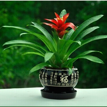 zx包邮鸿运当头盆景室内植物红花