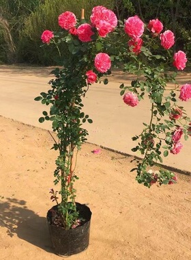 1.5米藤本月季花蔷薇花浓香型爬藤植物庭院四季花卉盆栽 玫瑰月季