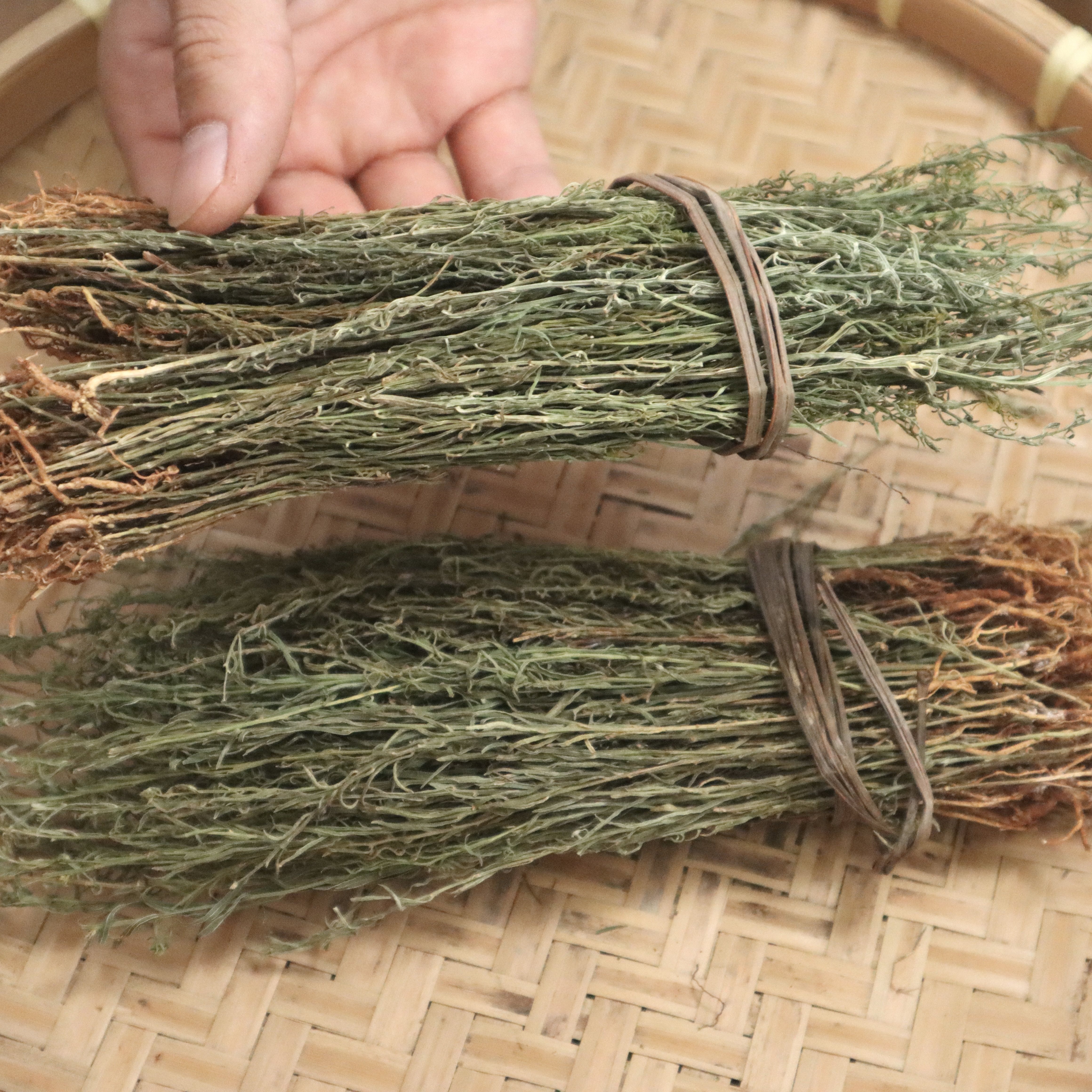 云南深山九仙草 酒仙草 百蕊草 山柏枝绿珊瑚 撒花一棵针  新货