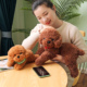可爱仿真泰迪狗玩偶毛绒玩具抱睡公仔狗狗幼犬娃娃生日礼物女生