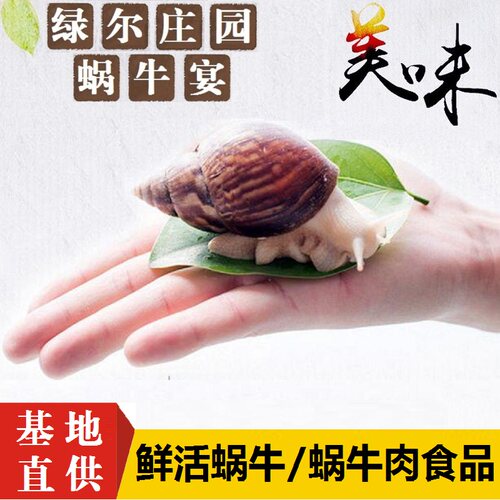 餐饮鲜活白玉蜗牛速冻蜗牛肉食用白玉蜗牛活体麻辣蜗牛肉基地直供 - 封面