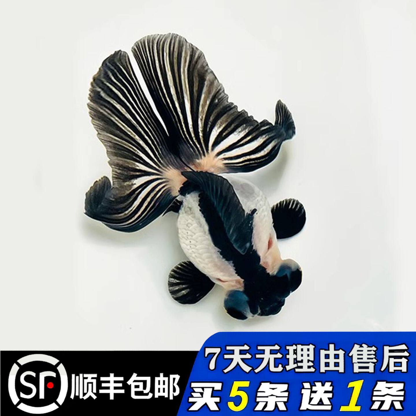 精品蝶尾金鱼粉色熊猫观赏鱼包金好养耐活小鱼苗红白冷水龙睛黑白
