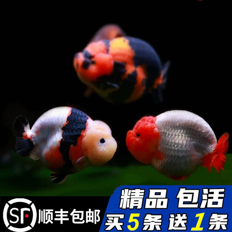 精品兰寿金鱼活鱼潘氏奶牛活体观赏鱼国粹冷淡水好养耐活小鱼苗,宠物/宠物食品及用品,鱼,淘宝优惠券,粉丝福利购,淘宝优惠卷