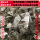 绞股蓝茶 同品质 同德 50g 中药材 选货 包邮 龙珠茶 可打粉