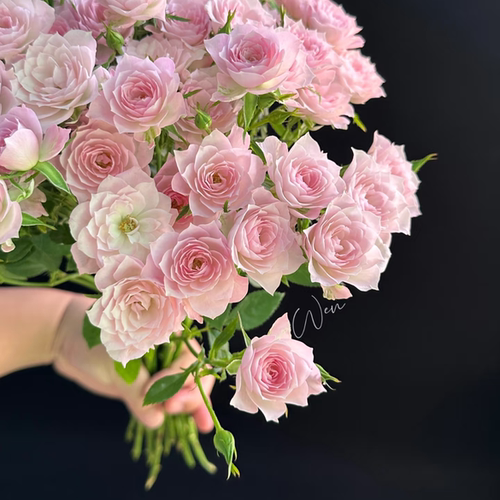 稀有粉色完美甜蜜多头玫瑰鲜花