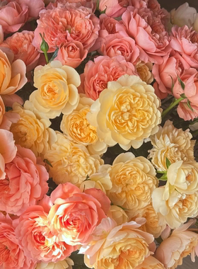 混搭杏色果汁阳台多头玫瑰鲜花手捧花云南直发鲜切花家用插花