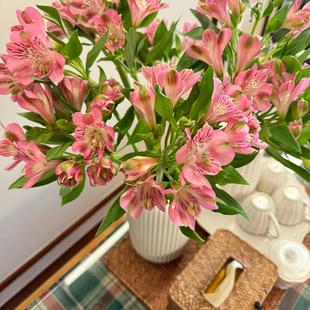 粉色水仙百合六出花家庭水养母亲节花束鲜花礼物云南昆明直发顺丰