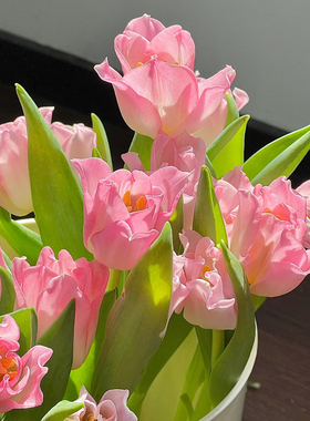 粉色贝儿郁金香鲜花云南基地直发鲜切花家用插花客厅摆放真花花卉