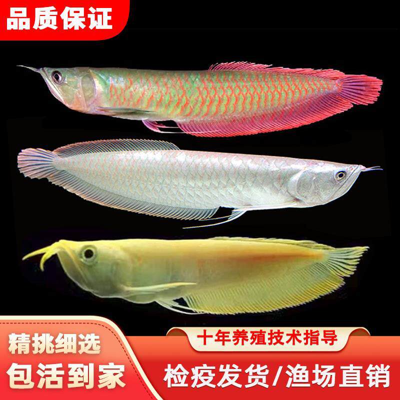 七彩银龙鱼活鱼苗大型热带观赏鱼银龙鱼黄化银龙练手活体鱼苗招财