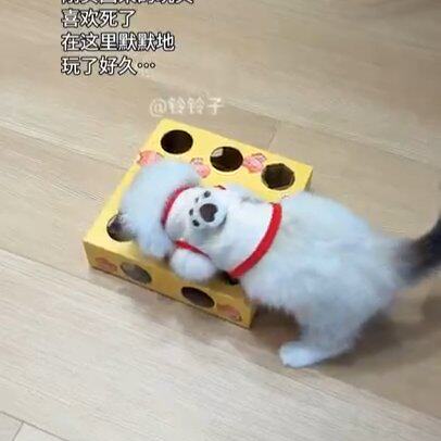 特惠猫管家宠物猫咪球玩具奶酪盒玩具猫咪玩具自嗨解闷电动逗猫棒