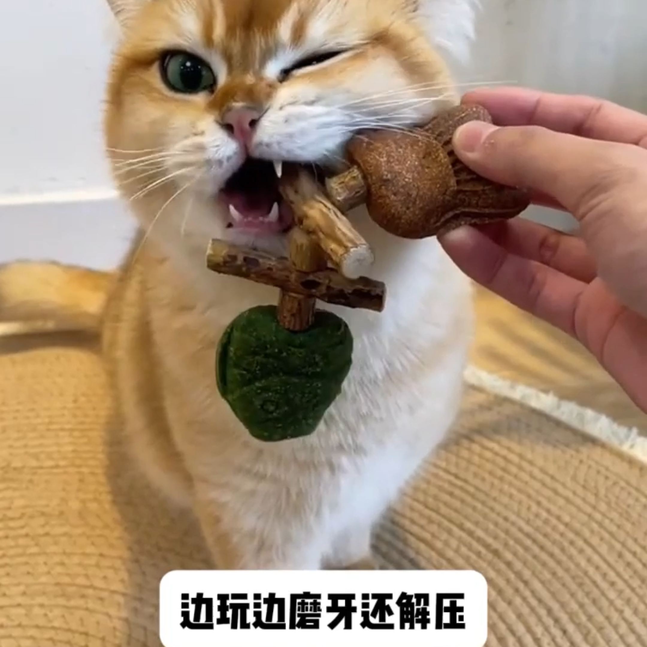 猫用磨牙棒木天蓼猫薄荷仿真鱼耐咬鱼骨自嗨解闷逗猫磨牙趣味玩具
